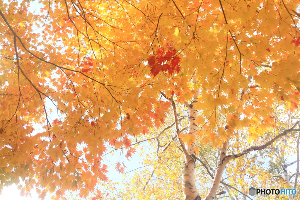 紅一点