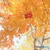 紅一点