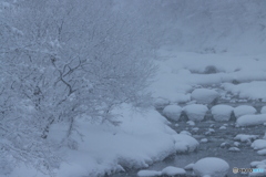雪やこんこん