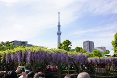 藤棚＠亀戸天神社①