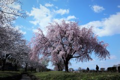 春の空