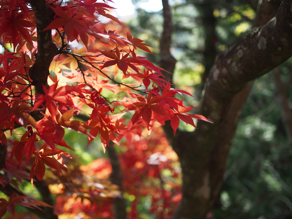 やわらかい日差しと紅葉