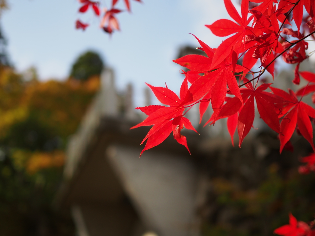 大山で紅葉を見てきました。