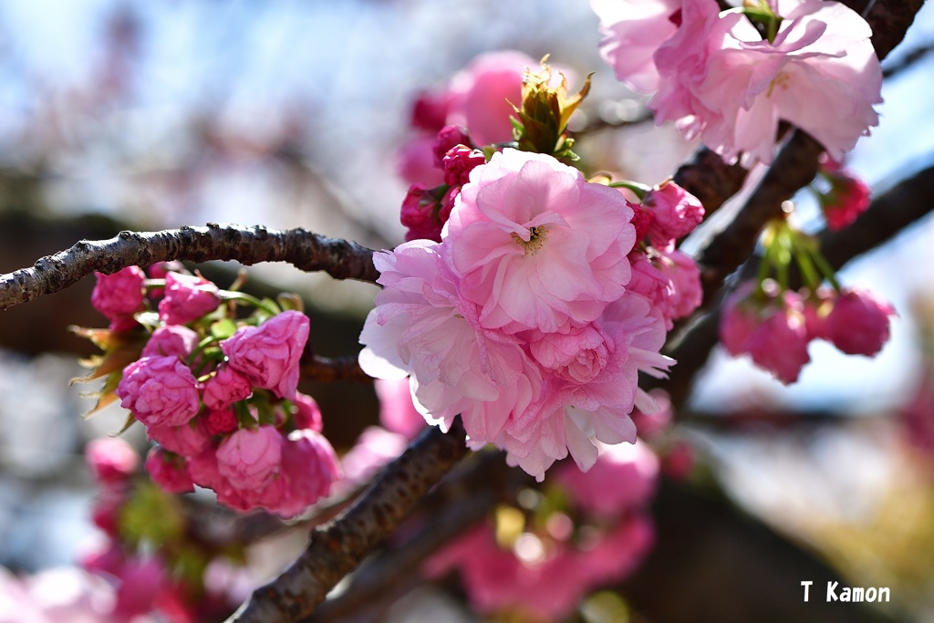 今年の花は「紅手毬」①