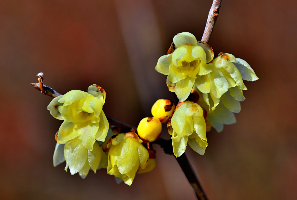 甘くフルーティーな香りがする花