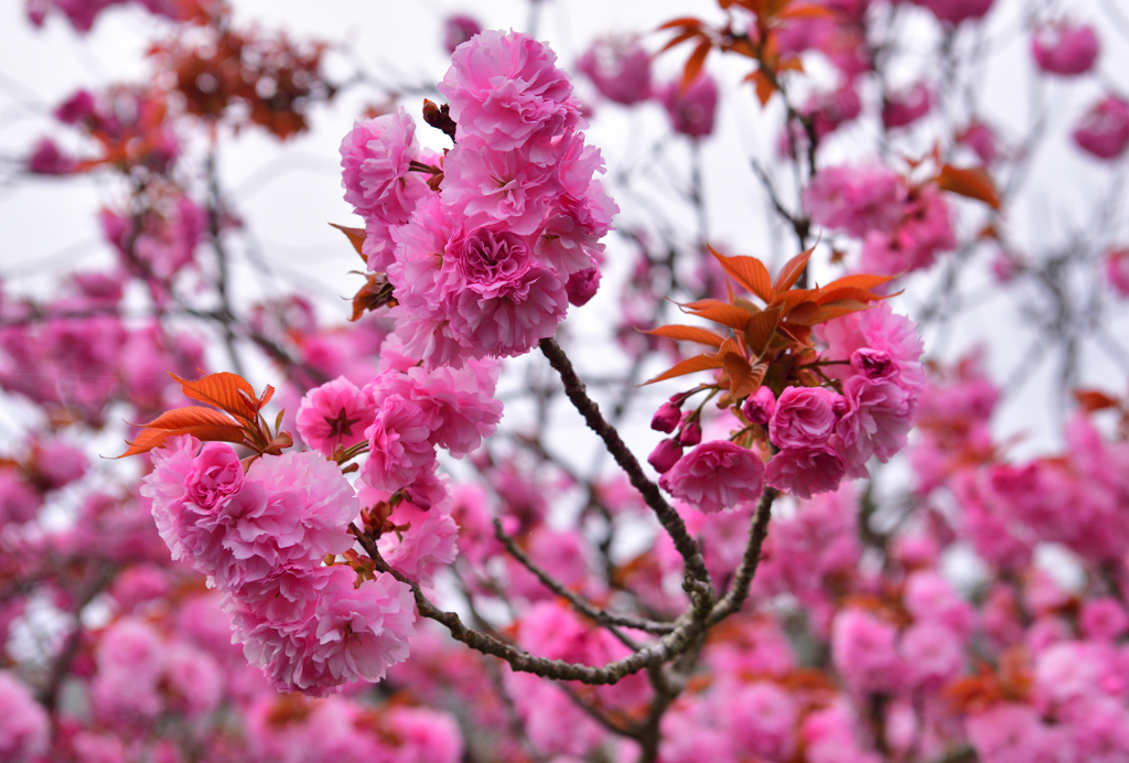 桜見頃