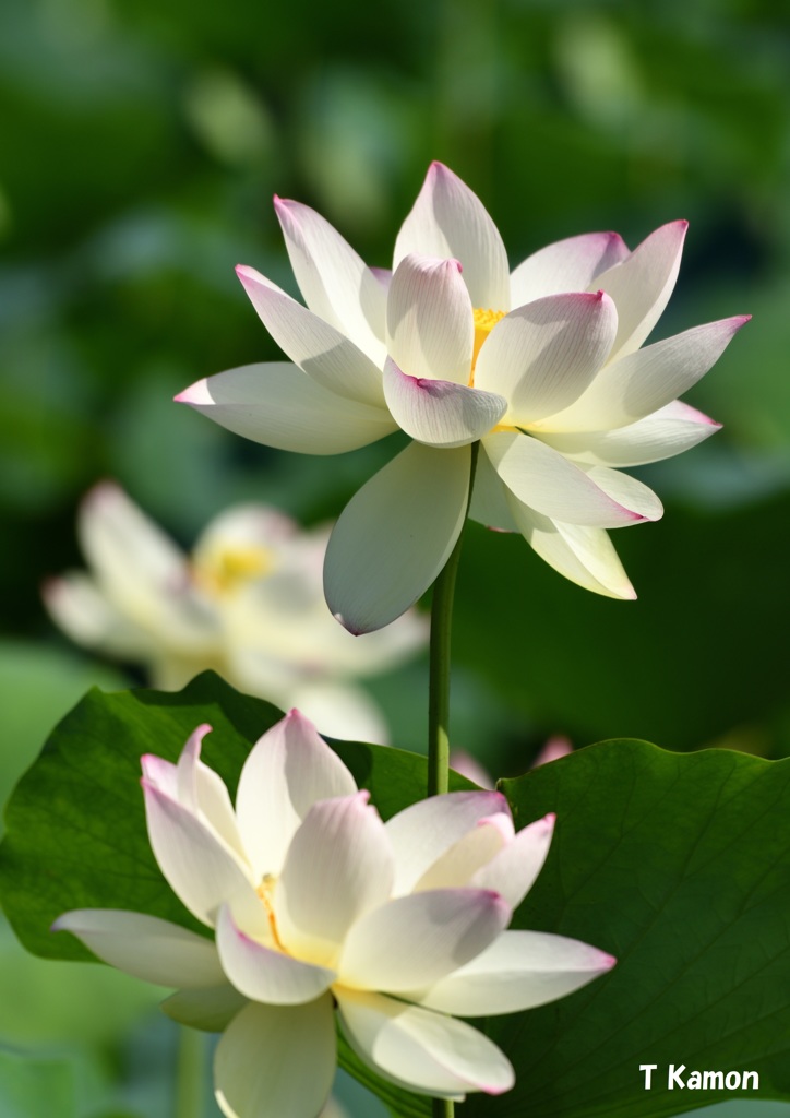 蓮の花Ⅹ
