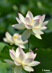 蓮の花Ⅹ