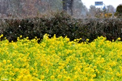 雪と菜の花