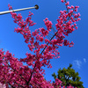 どっちが高い？