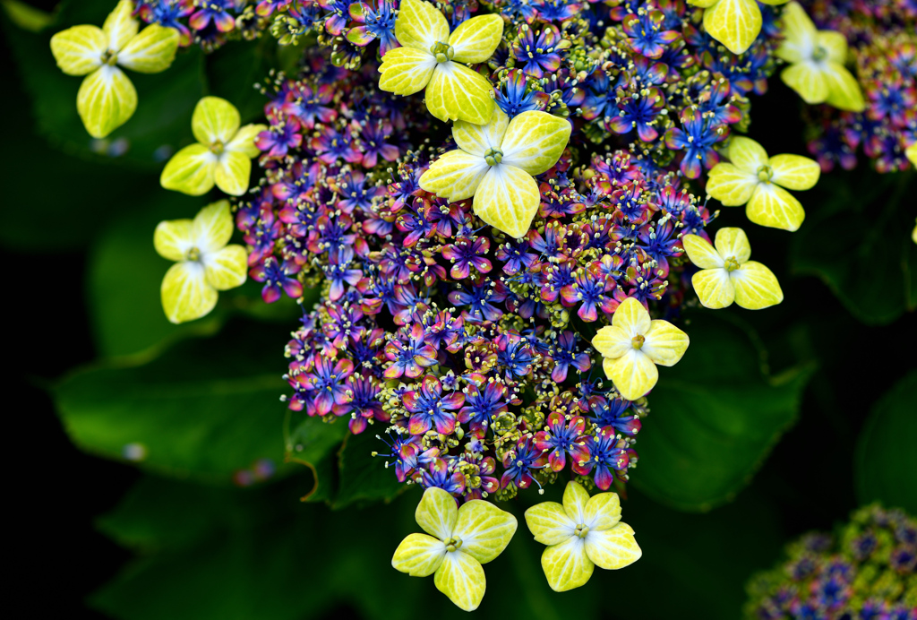 黄色い装飾花