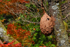 ハチの巣
