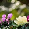 Planting