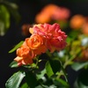 薔薇～アンネの形見～