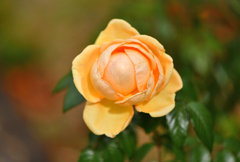 秋薔薇三色②