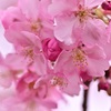 二春～河津桜
