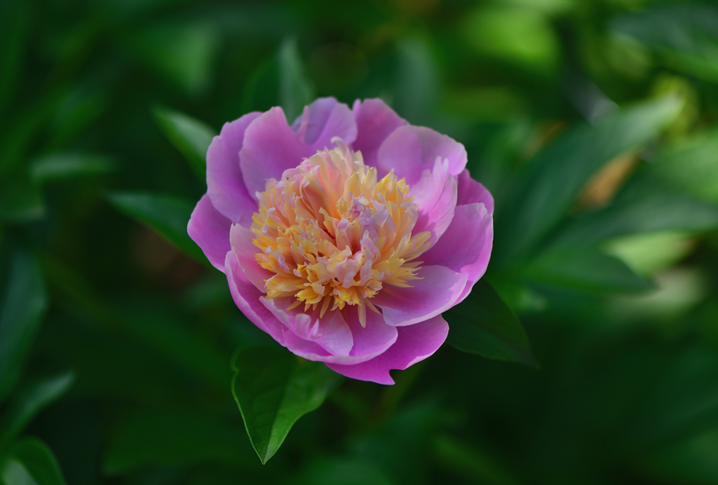 芍薬①