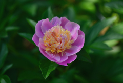 芍薬①