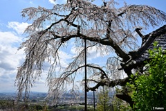 「老いた」桜②