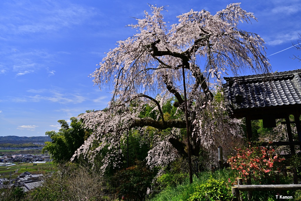 枝垂れ桜～地蔵禅院