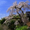 枝垂れ桜～地蔵禅院