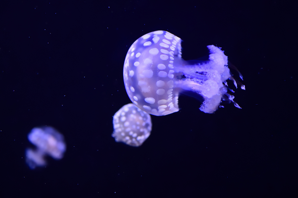 タコクラゲ～加茂水族館
