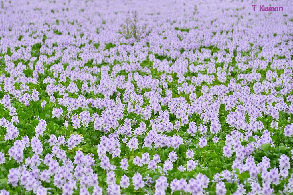 薄紫の絨毯