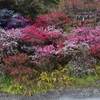 昼神温泉の花桃③