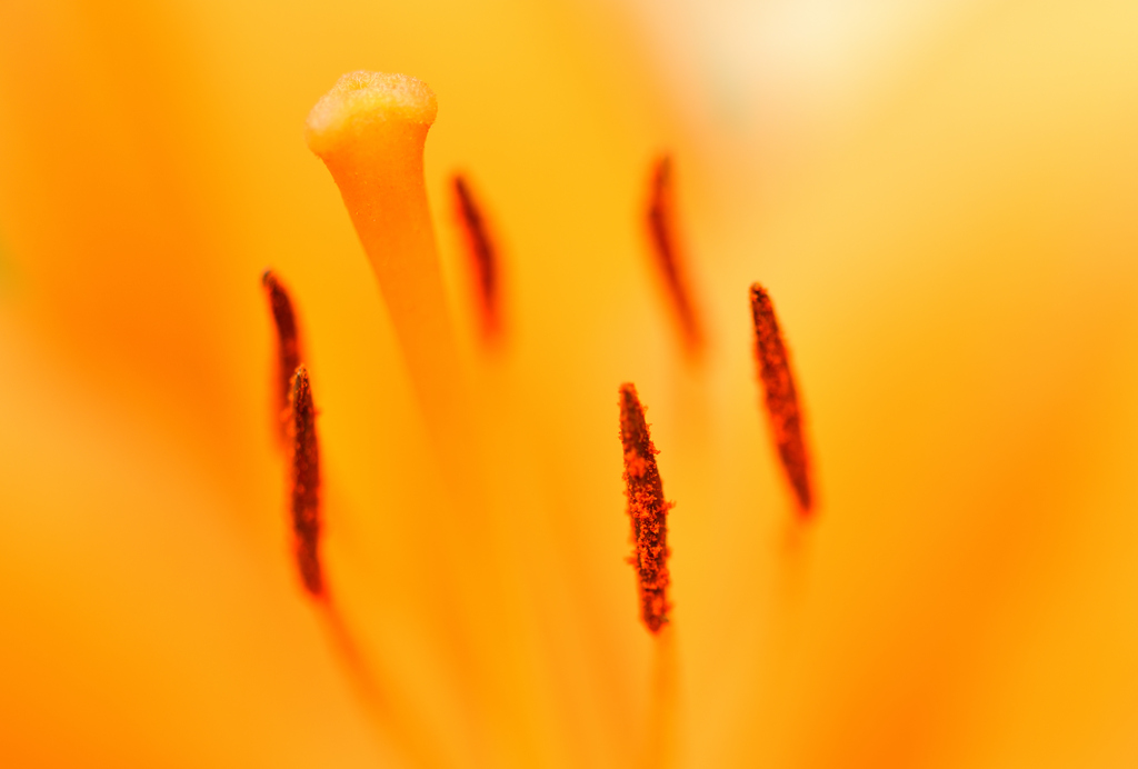 花柱とやく