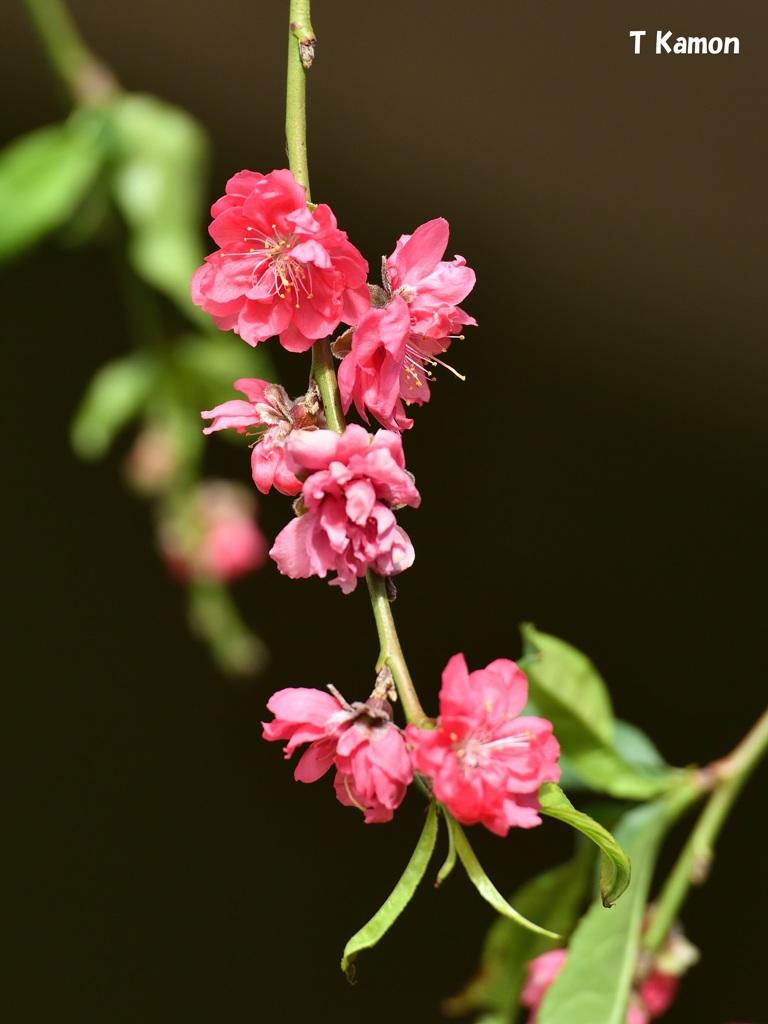 驚き～なぜ今 梅の花が②