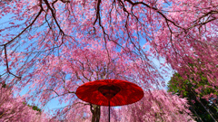 しだれ桜と野点傘④