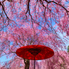 しだれ桜と野点傘④