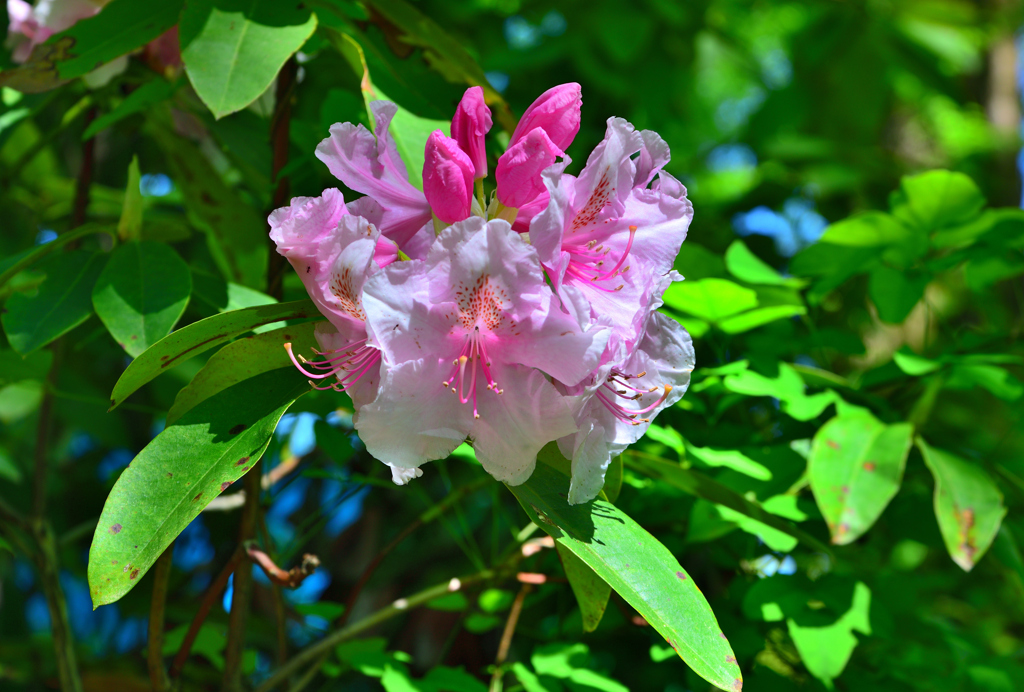 蕾つき石楠花