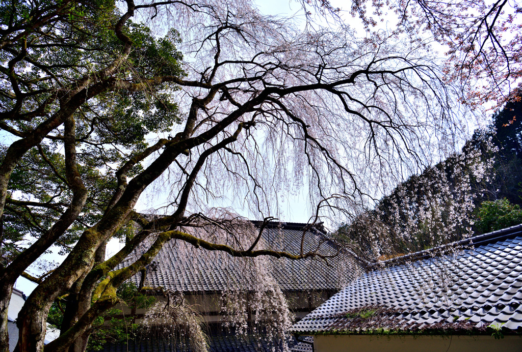 円通寺の糸桜