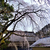 円通寺の糸桜