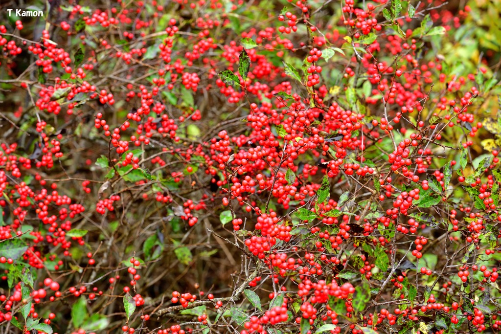 カナダで見つけた紅葉③