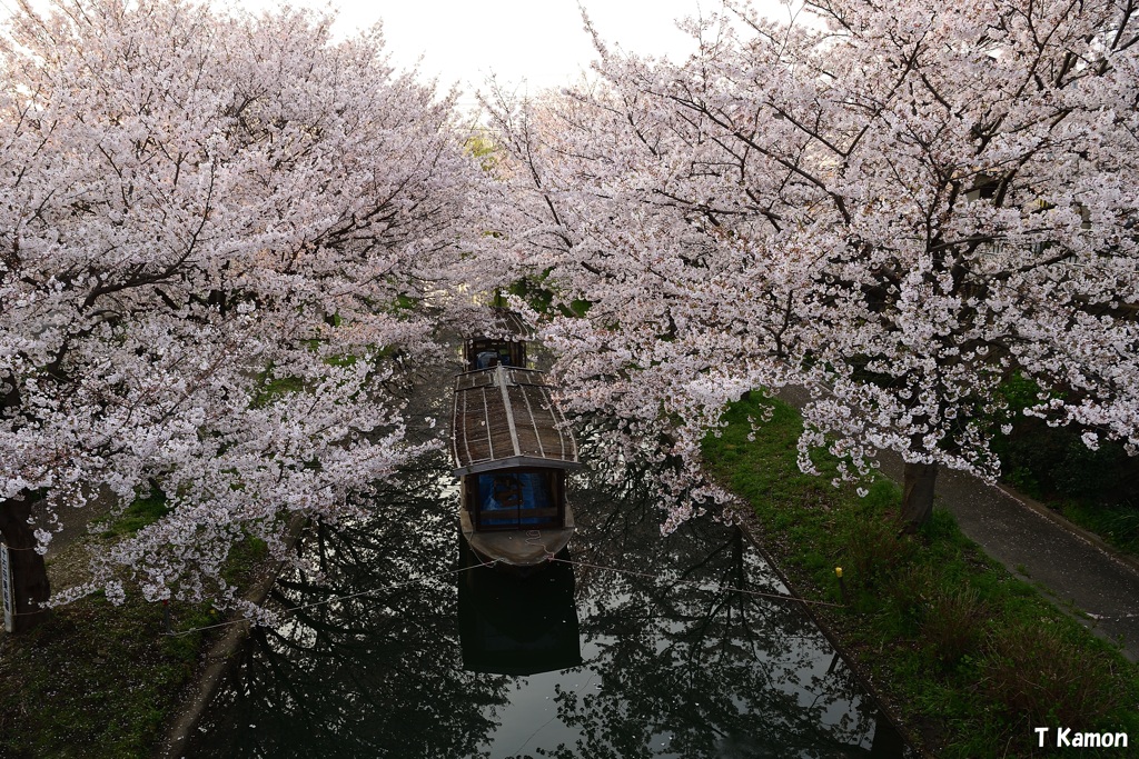 桜の中にかくれんぼ