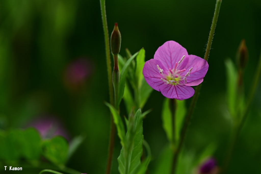 雑草の中にピンクの小さな花が By かもんチャン Id 写真共有サイト Photohito