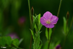 雑草の中にピンクの小さな花が