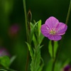 雑草の中にピンクの小さな花が