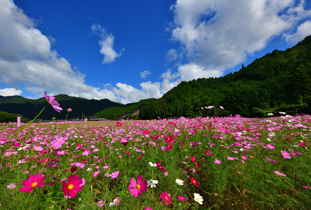 山間のコスモス畑