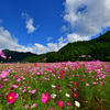 山間のコスモス畑
