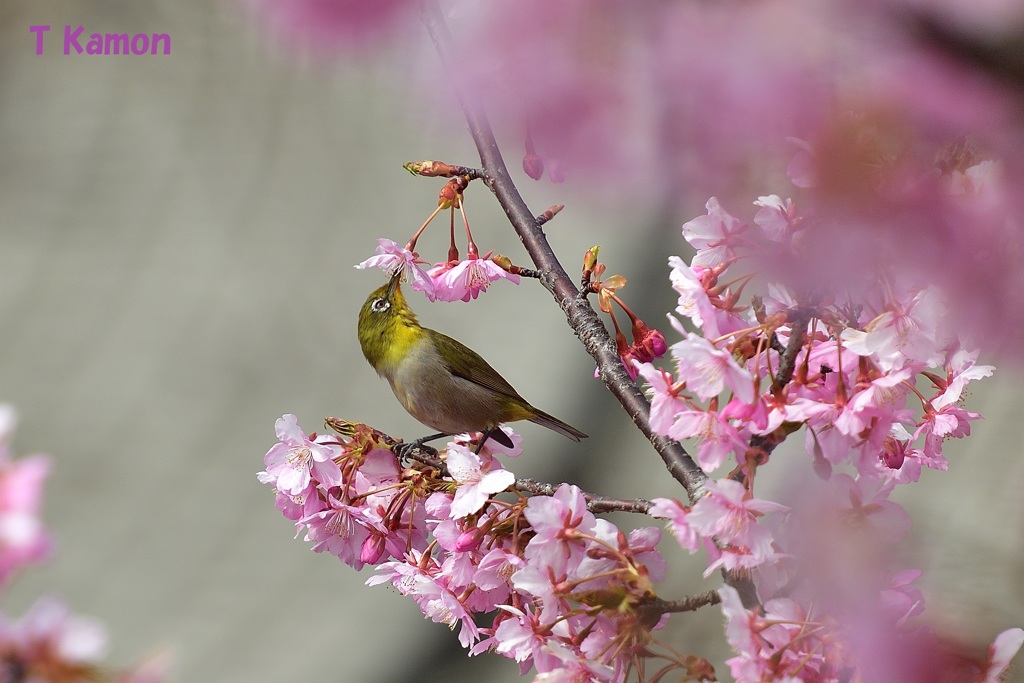 河津桜と遊ぶメジロ②