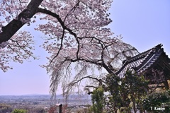 ちょっと遅かった古刹の桜