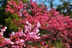 二色の早咲き桜