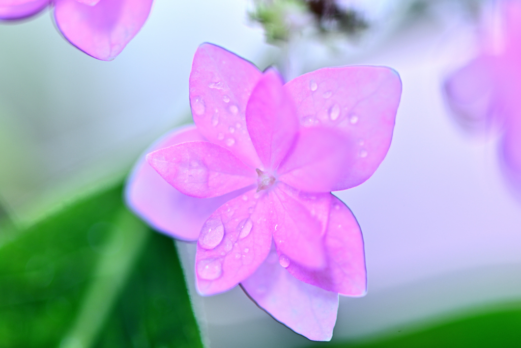 シーボルトが発見した花