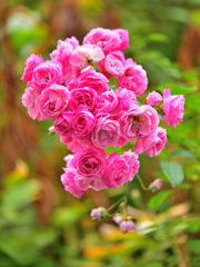 秋薔薇三色③