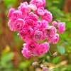 秋薔薇三色③