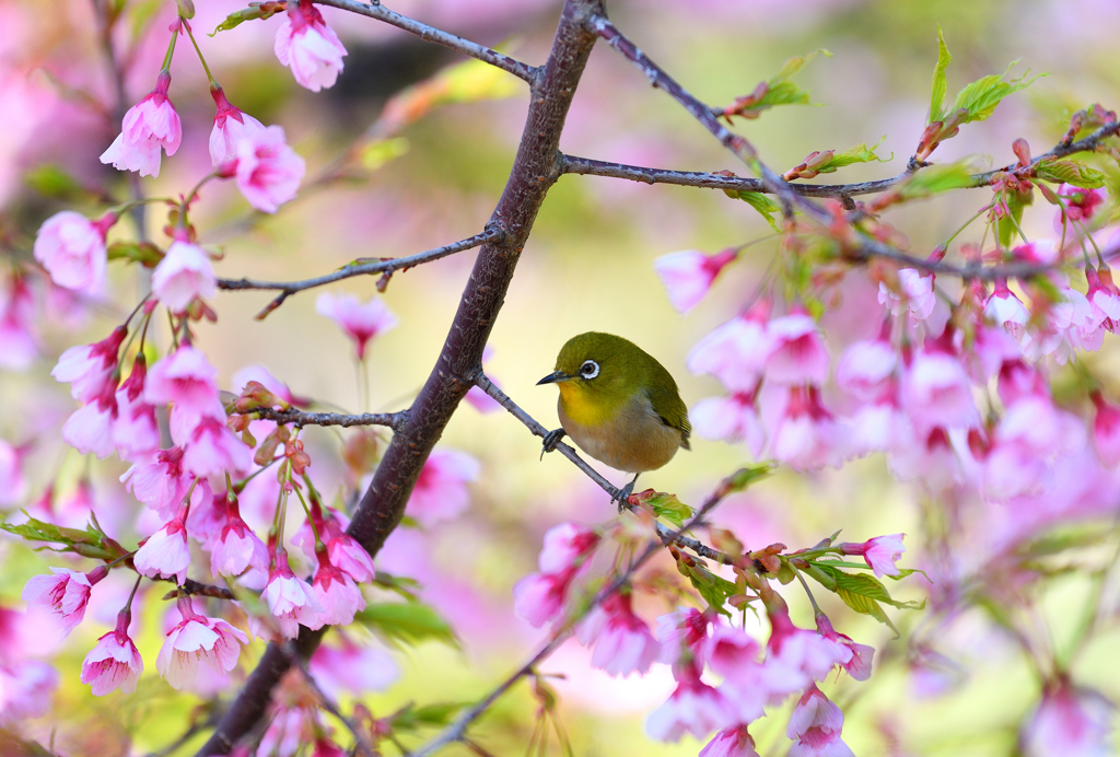 花目白 Ⅰ