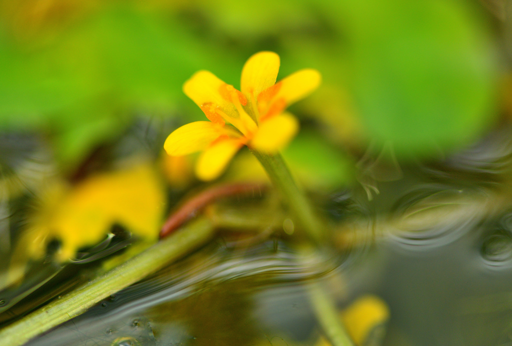 水草の花